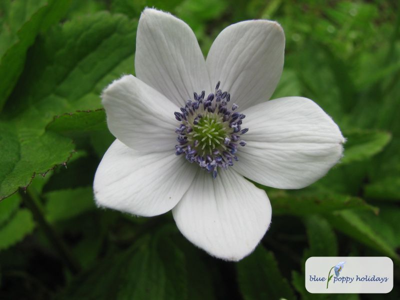 River Anemone, River Windflower (Anemone rivularis)