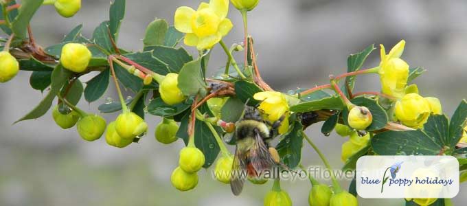 Barberry (Berberis jaeschkeana)