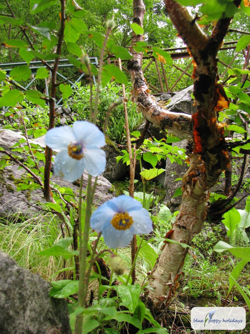 Blue Poppy, Often called as Queen of Himalayan Flowers. (Meconopsis aculeata)