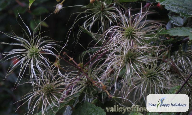 Mountain Clematis, Anemone Clematis (Clematis montana)