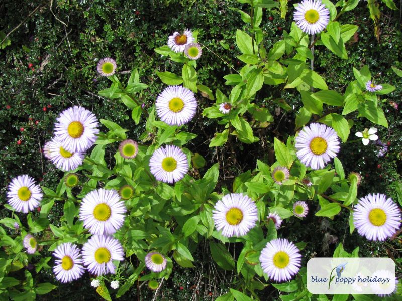 Hairy Mountain Daisy (Erigeron bellidioides)