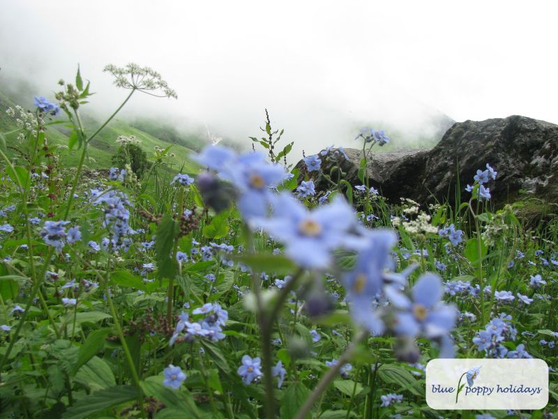 Himalayan Forget-me-not (Eritrichium canum)