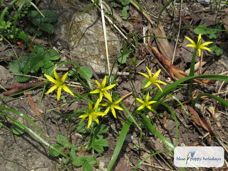Yellow star of Bethlehem (Gagea lutea)