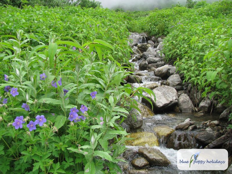 Wallich’s Geranium (Geranium wallichianum)