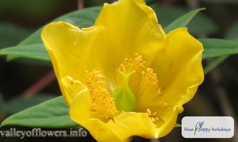 Oblong-leaved St. John's Wort (Hypericum oblongifolium)