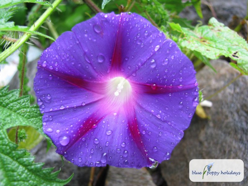 Purple morning Glory (Ipomoea purpurea)