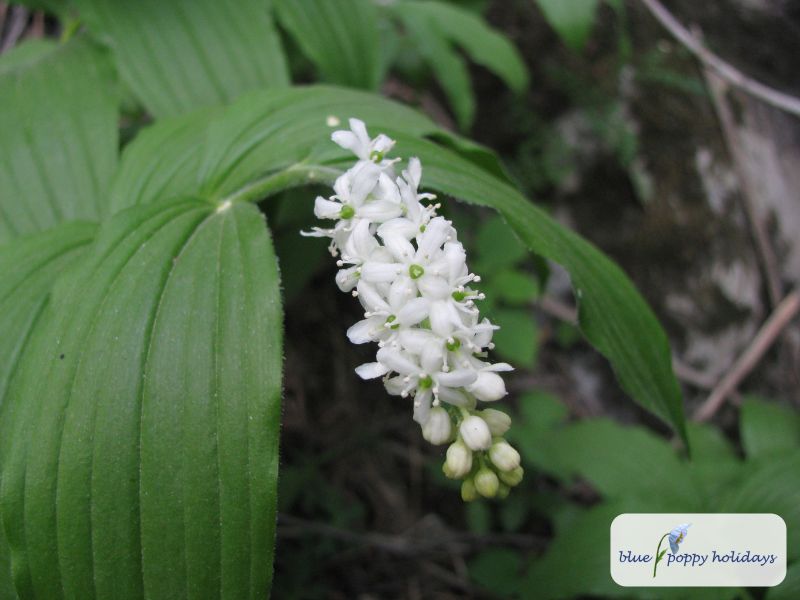 Purple Solomon's Seal (Maianthemum purpureum)