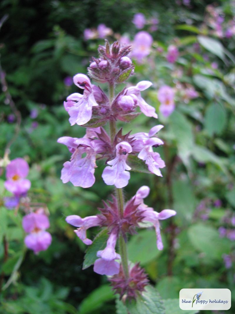Erect Catmint (Nepeta erecta)