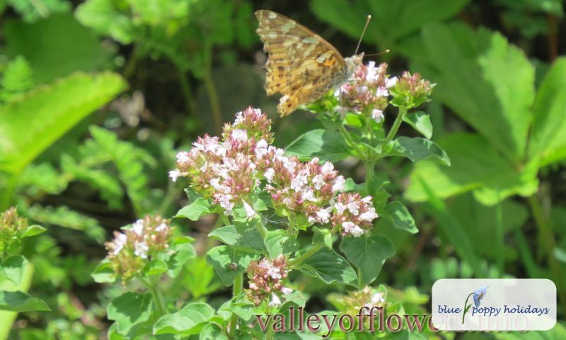 Majoram, Oregano. (Origanum vulgare)