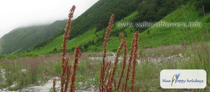 Mountain sorrel (Oxyria digyna)