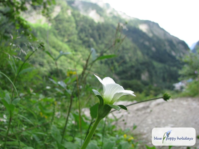 Cloudland Grass-of-Parnassus (Parnassia nubicola)