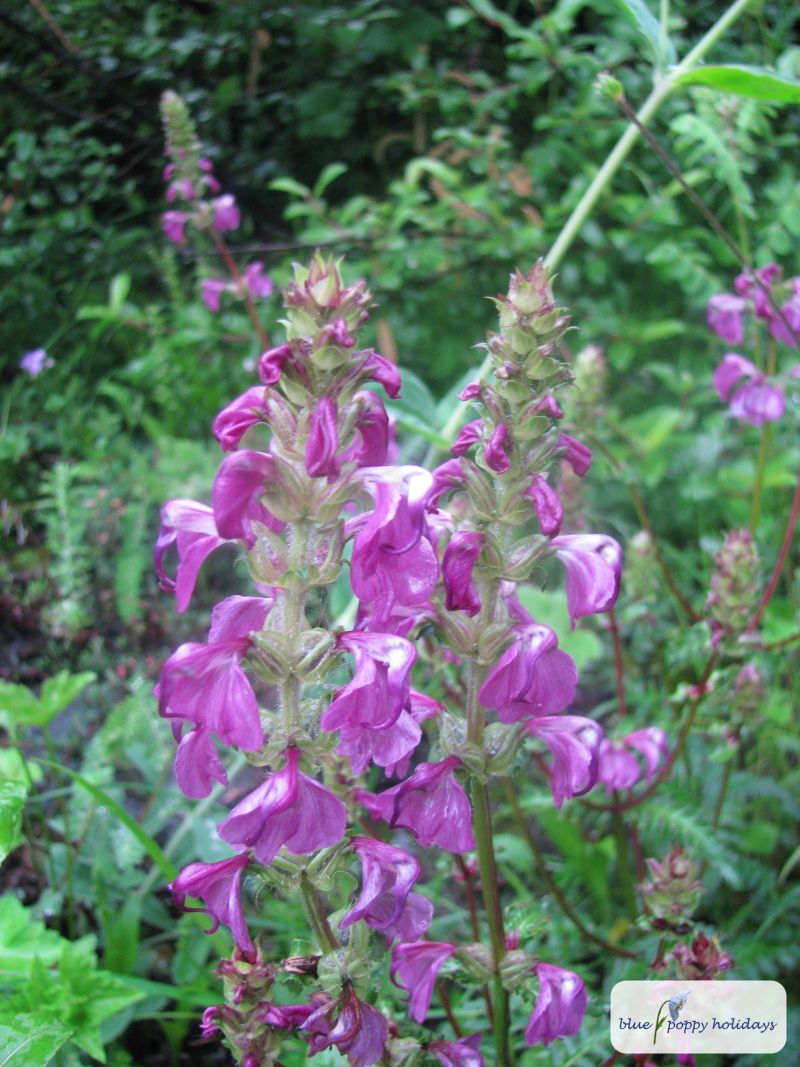 Extended Lousewort (Pedicularis porrecta)