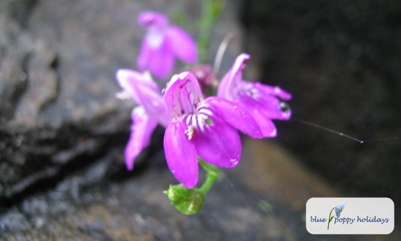 Panicled Peristrophe (Peristrophe paniculata)