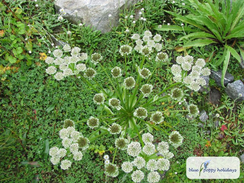 Paper Cup Flower (Pleurospermum candollei)