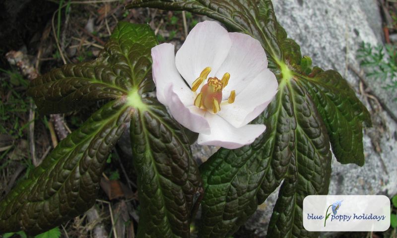 Himalayan may apple (Podophyllum hexandrum)