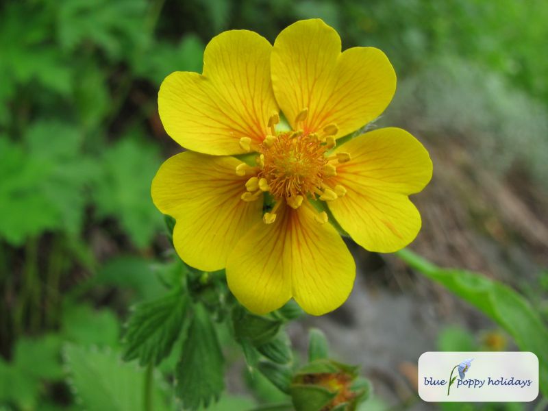 Silver-leaved Cinquefoil, Himalayan Cinquefoil (Potentilla argyrophylla)