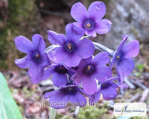 Large leaved primrose (Primula macrophylla)