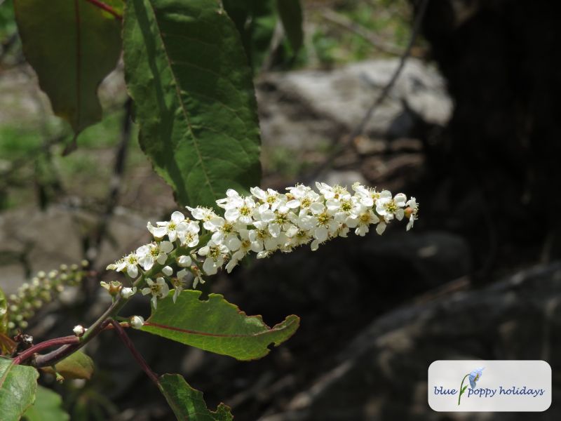 Himalayan Bird Cherry, Padus cornuta, Cerasus cornuta (Prunus cornuta)