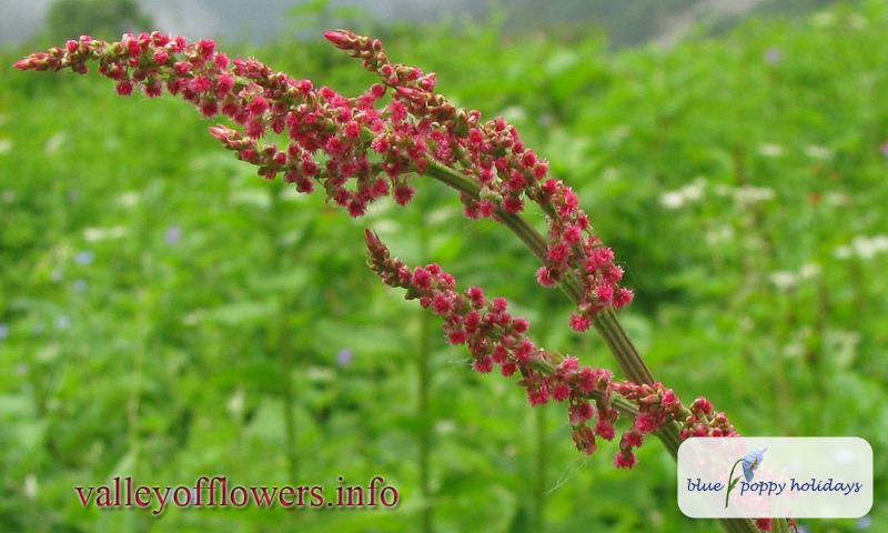 Sorrel (Rumex acetosa)