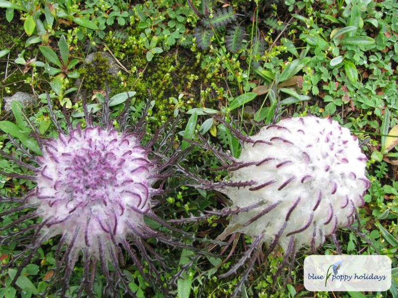 Sacred Saussurea (Saussurea simpsoniana)