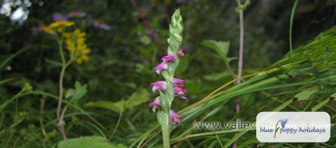 Chinese Lady's Tresses (Spiranthes sinensis)