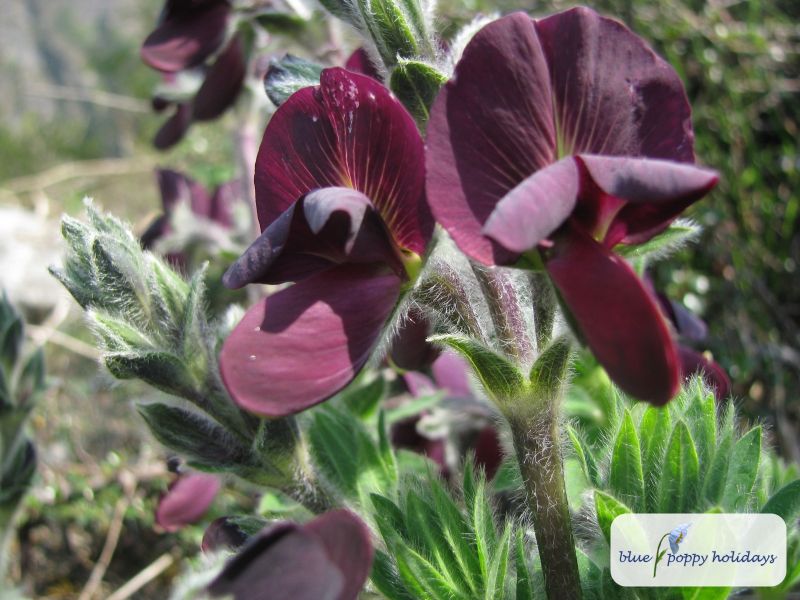 Black Pea (Thermopsis barbata)