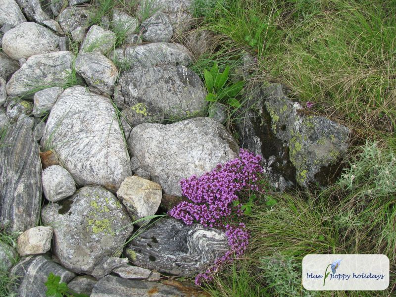 Linear leaved thyme (Thymus linearis)