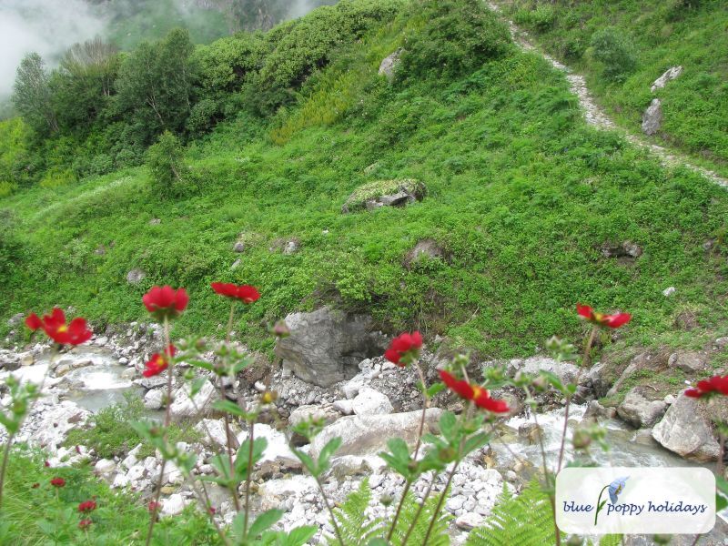 Himalayan Cinquefoil (Potentilla atrosanguinea)