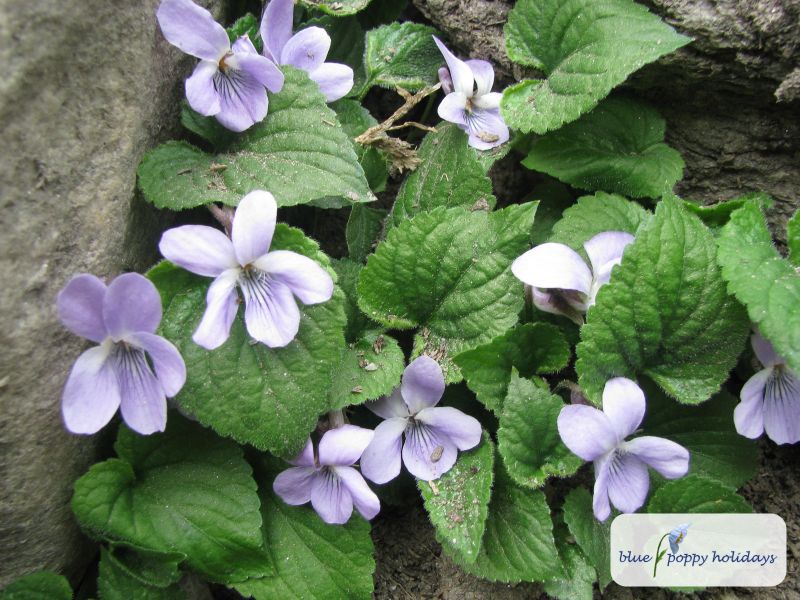 Hairy Violet (Viola pilosa)