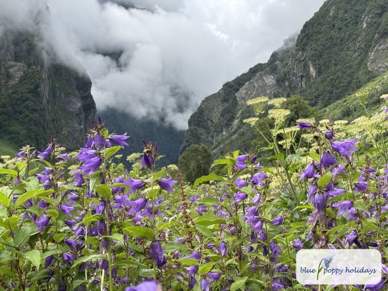 Bellflowers along the path